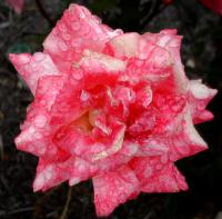 Rose�